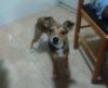 MICA*