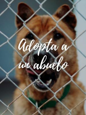 ADOPTA UN ABUELO ADOPTA UN ABUELO