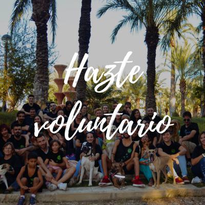 VOLUNTARIADO VOLUNTARIADO