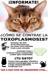 Toxoplasmosis. Toxoplasmosis.