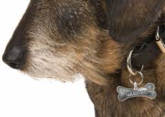 Identifica a tu mascota. Identifica a tu mascota.