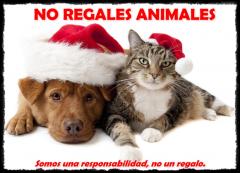 No somos juguetes. No somos juguetes.